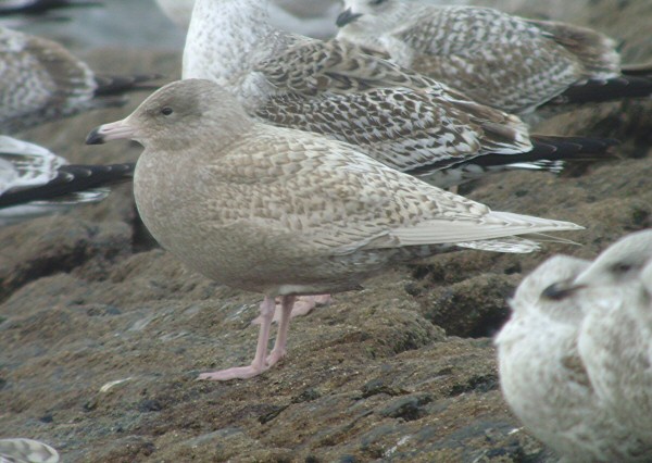 Glaucous Gull