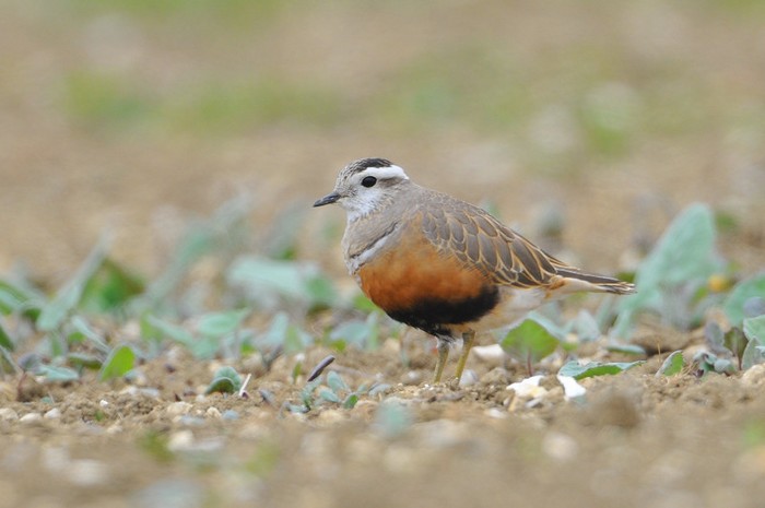Dotterel