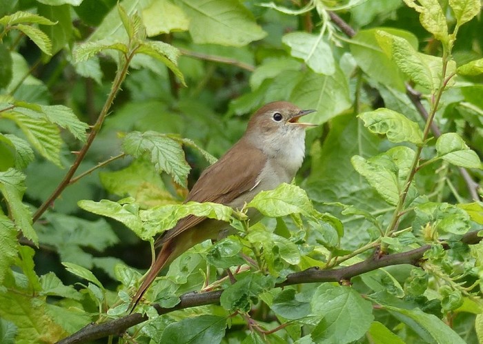 Nightingale