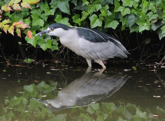 Night Heron