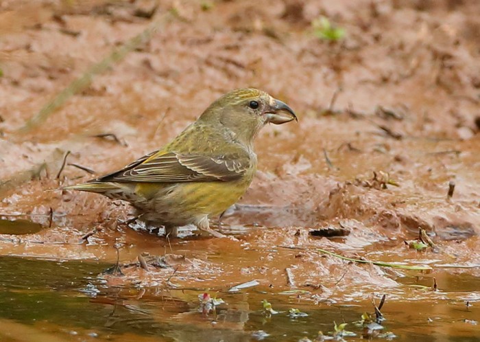 Crossbill