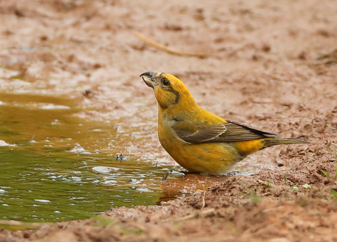 Crossbill