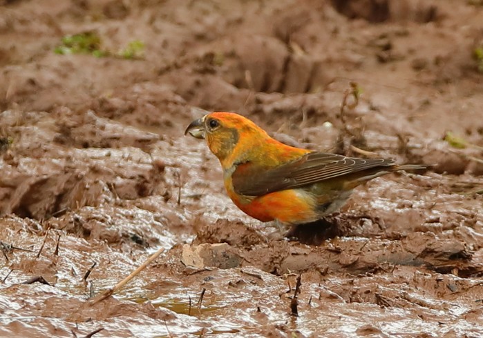 Crossbill