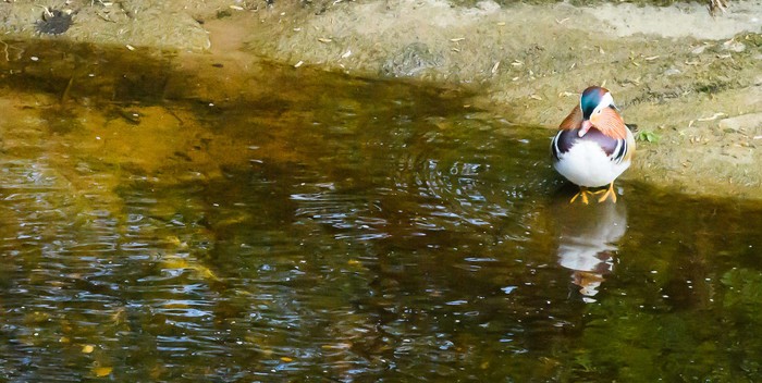 Mandarin