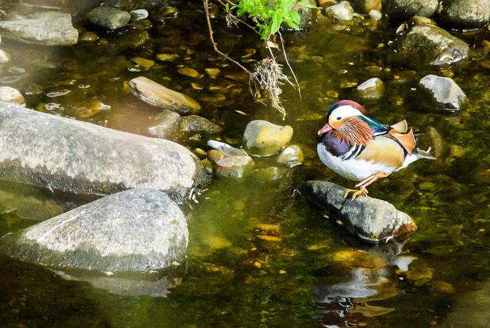 Mandarin