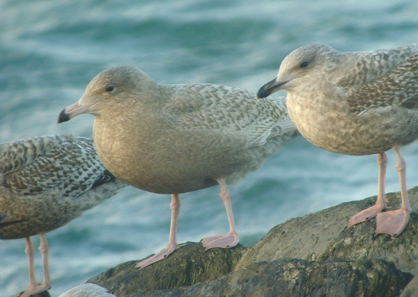 Glaucous Gull