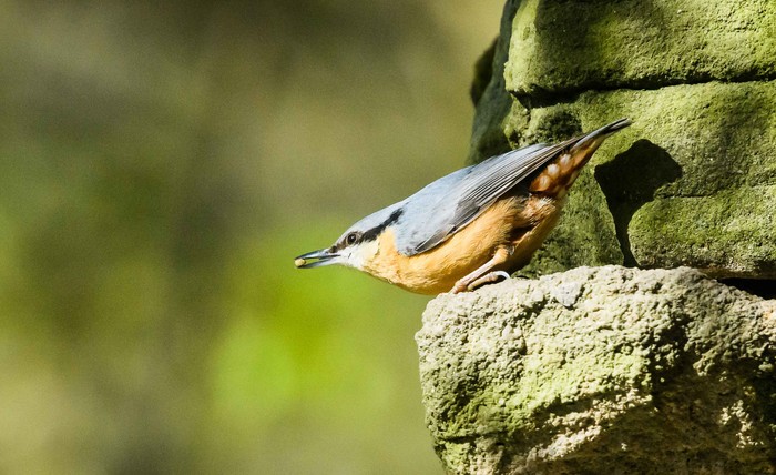 Nuthatch