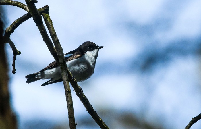 Pied Flycatcher