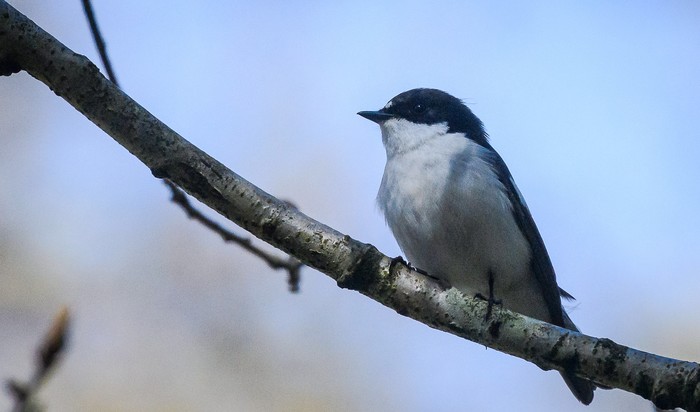 Pied Flycatcher