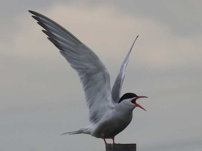 Common Tern