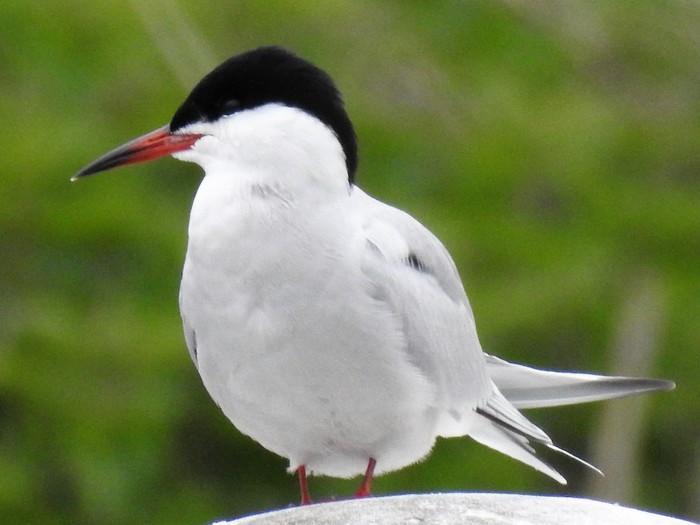 Common Tern