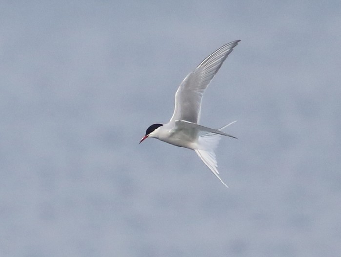 Arctic Tern
