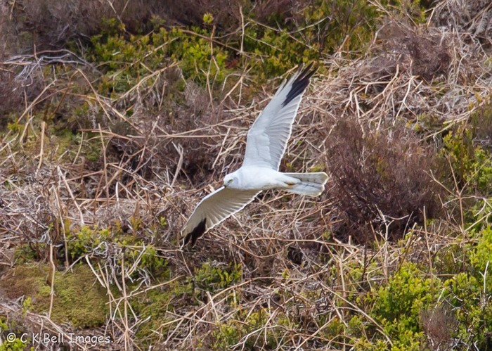Pallid Harrier
