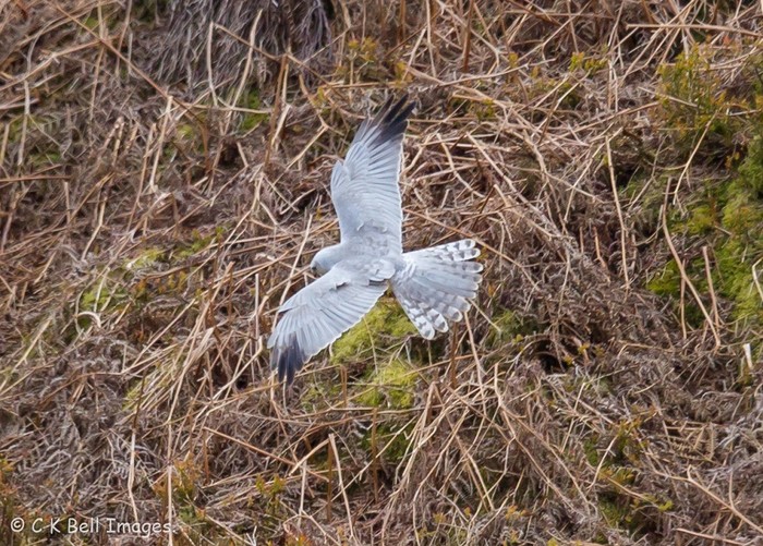 Pallid Harrier