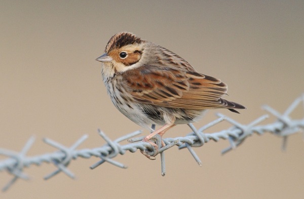 Little Bunting