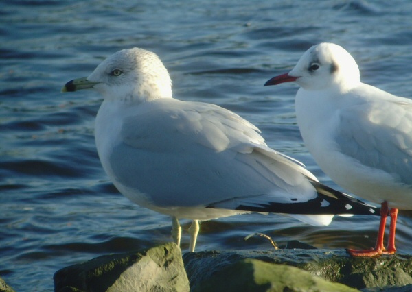 Ring-billed Gull