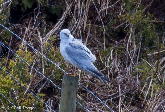 Pallid Harrier