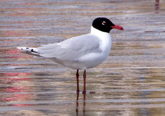 Mediterranean Gull
