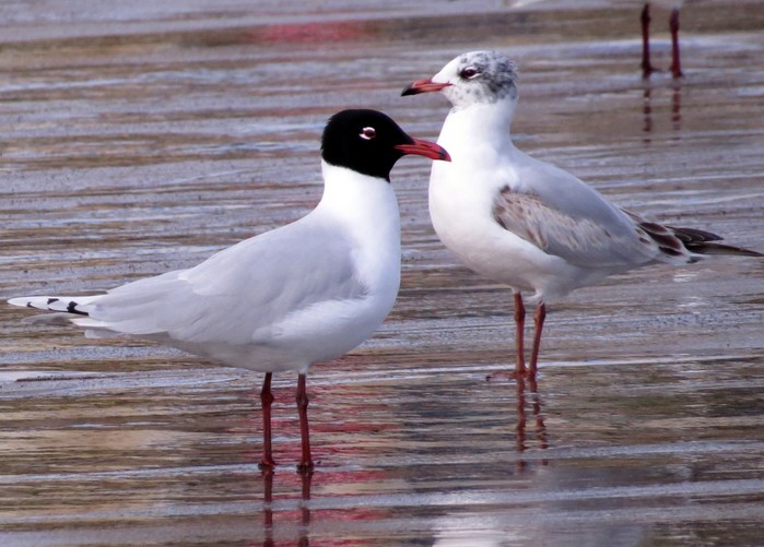 Mediterranean Gull