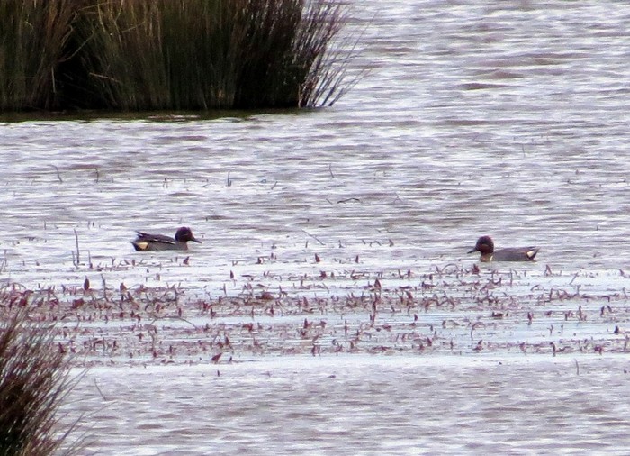 Green-winged Teal