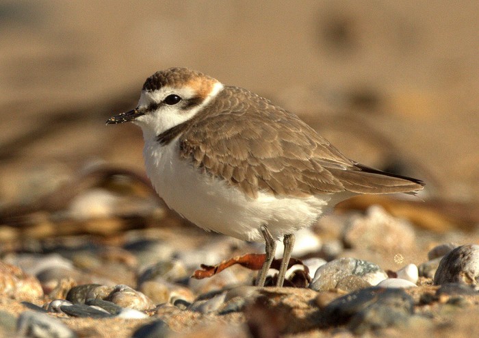 Kentish Plover