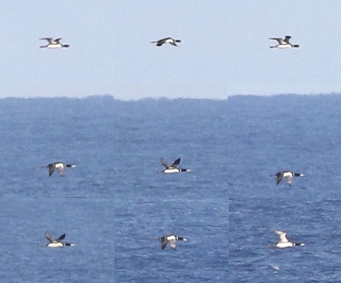 White-billed Diver