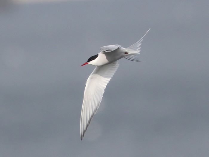 Arctic Tern
