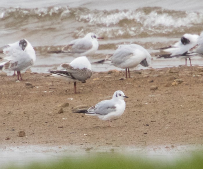 Bonaparte's Gull