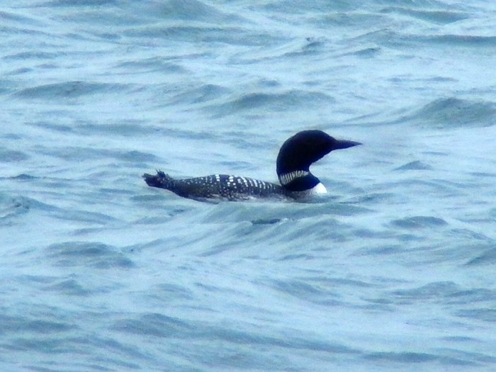 Great Northern Diver