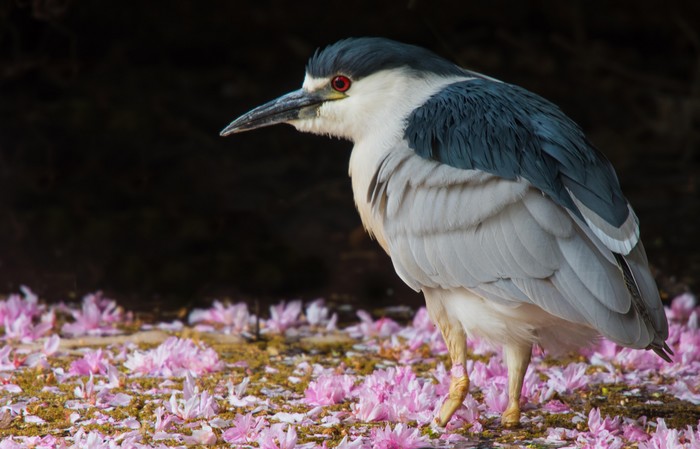 Night Heron