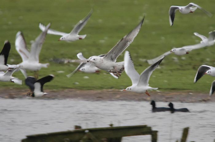 Caspian Gull