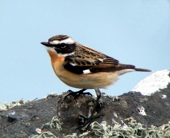 Whinchat