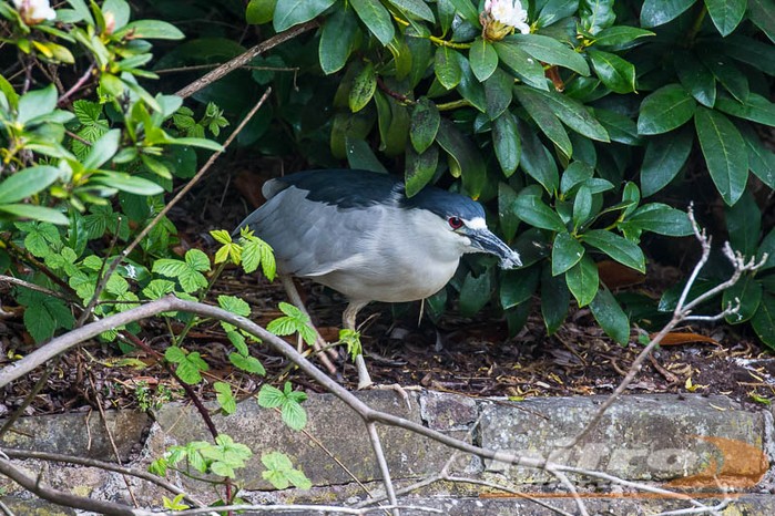 Night Heron