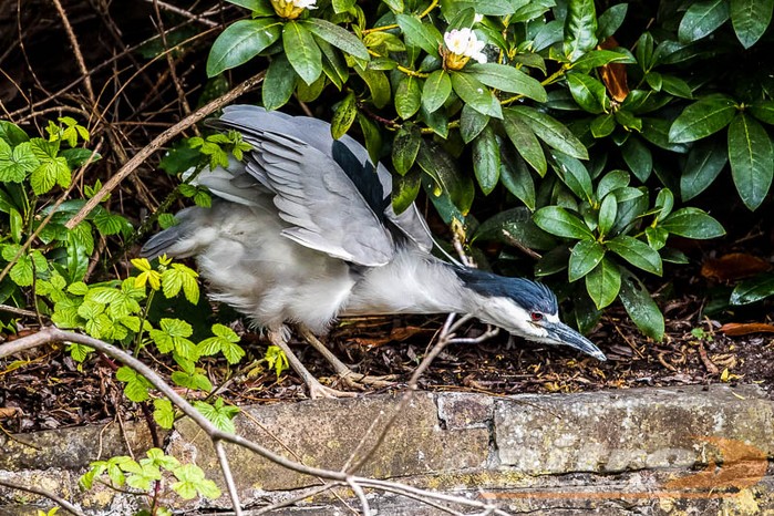 Night Heron