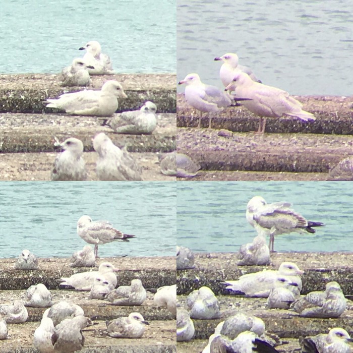 Glaucous Gull