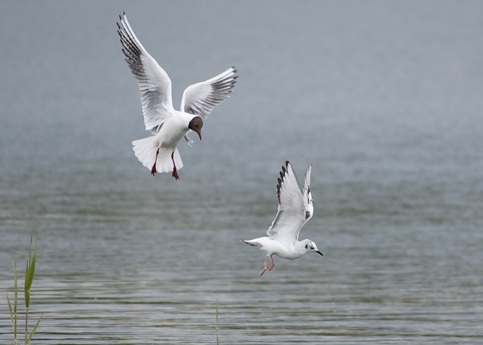 Bonaparte's Gull
