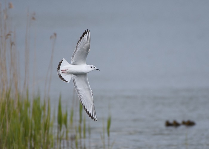 Bonaparte's Gull