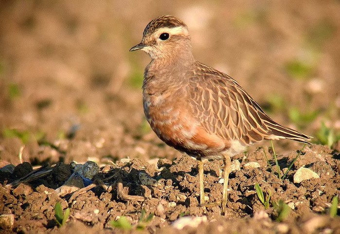 Dotterel