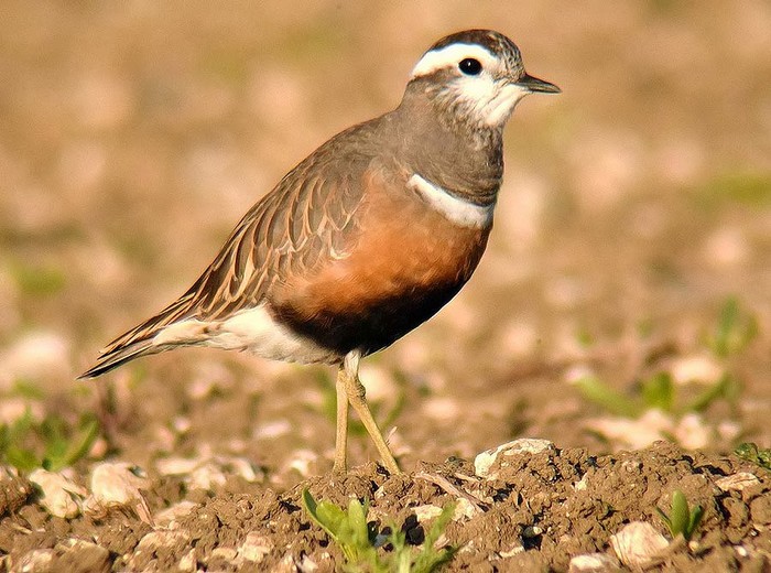 Dotterel