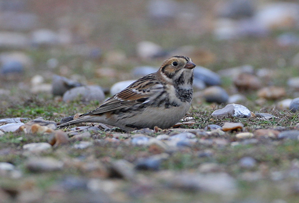 Lapland Bunting