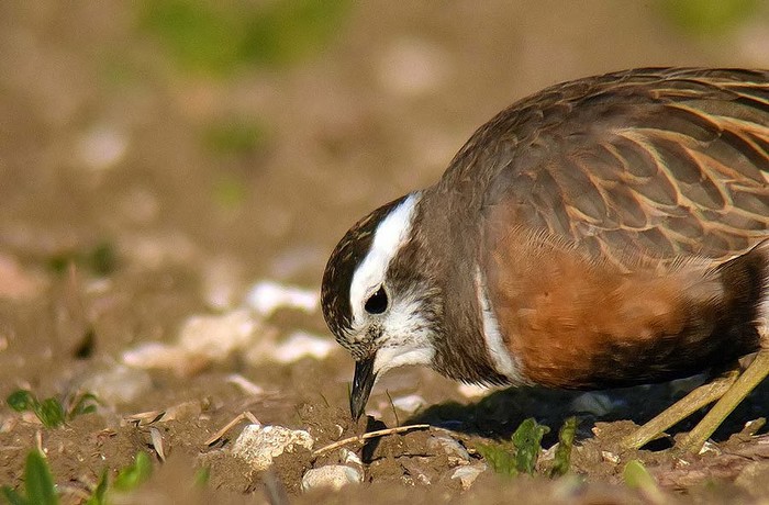 Dotterel