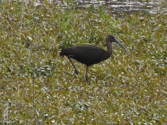 Glossy Ibis