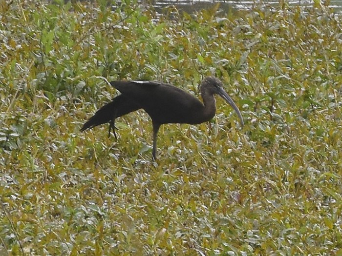 Glossy Ibis