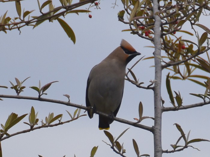 Waxwing