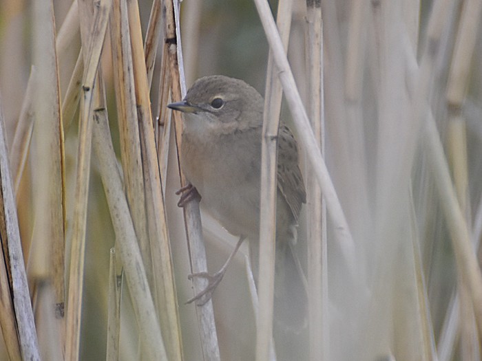 Grasshopper Warbler