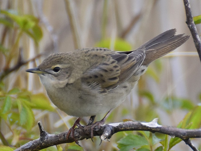 Grasshopper Warbler