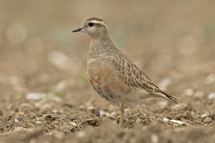 Dotterel