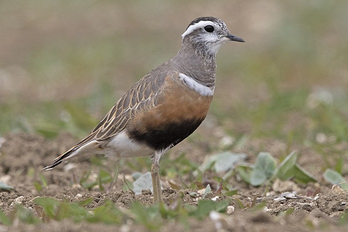 Dotterel