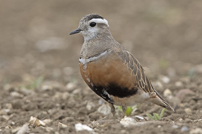 Dotterel