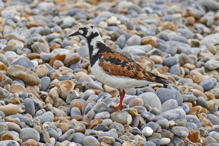 Turnstone